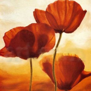 poppy2